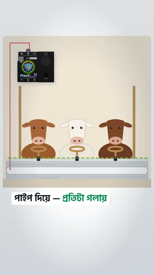 গরুর গলার দড়ির ভিতরে পাহারা